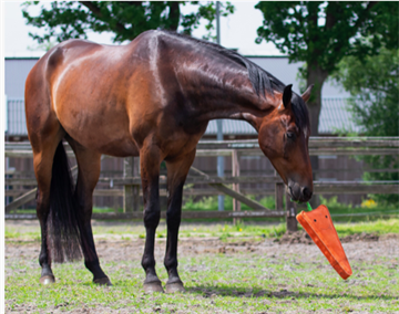 QHP Horse Toy ''XL Carrot'' 